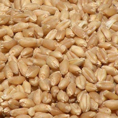 Organic Wheat by Vidhyanjali