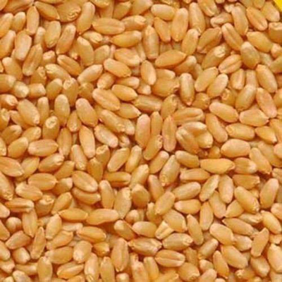 Lokwan Wheat