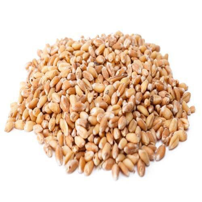 Khapli Wheat