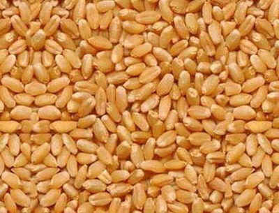 Bhaliya Wheat