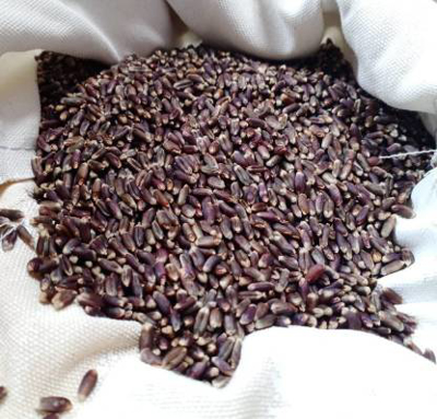 Black Wheat